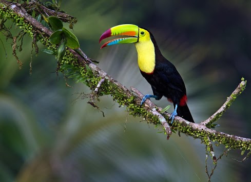Toucan Bird Live Wallpaper screenshot 4