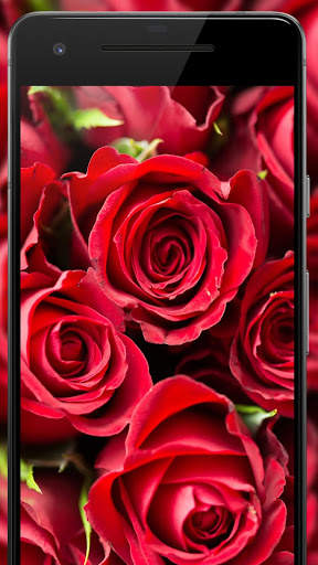 Rose Wallpaper, Floral, Flower background : Rosefy screenshot 5