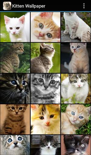 Kitten Wallpaper screenshot 1