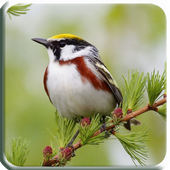 3D Bird Sound icon