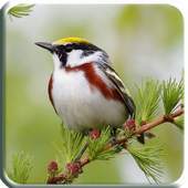 3D Bird Sound 1.0