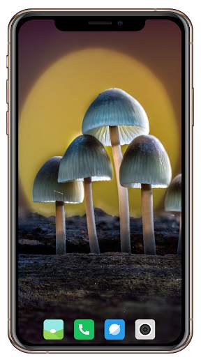 HD Mushroom Wallpaper screenshot 11