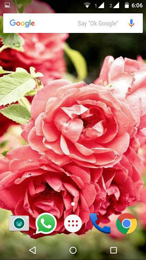 Rose HD Wallpaper screenshot 2