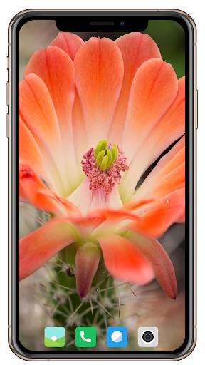 Cactus Flowers Wallpaper screenshot 9
