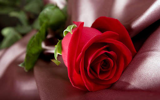 Red Rose Wallpaper screenshot 3