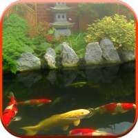 Koi Pond Video Live Wallpaper on 9Apps