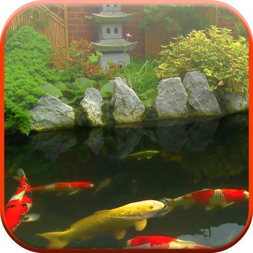Koi Pond Video Live Wallpaper 2.0