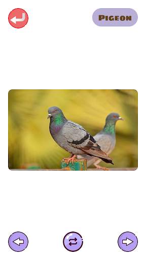 150  Animals and Birds Sounds for Kids screenshot 4