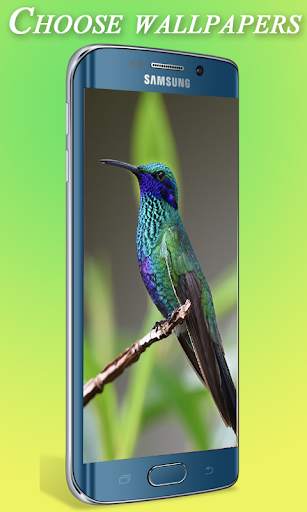 Bird Wallpaper HD скриншот 1