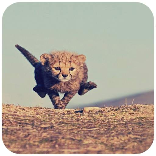 Safari HD Wallpaper 1.08