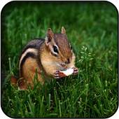 Chipmunk wallpapers 60