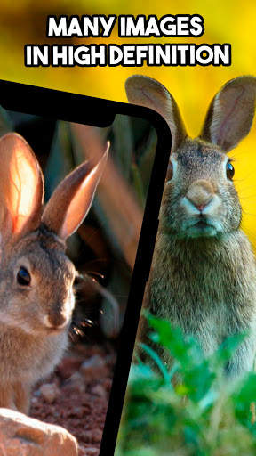 🐰 Rabbit Wallpaper 🐰 - Cute Rabbit Wallpaper 🐇 screenshot 5