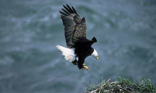 Bald Eagles Wallpapers screenshot 2