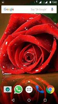 Rose Wallpaper HD screenshot 6