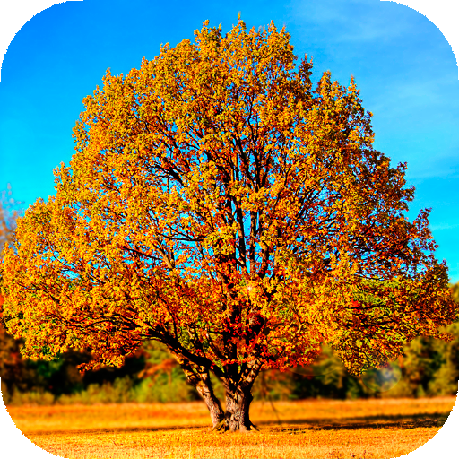 Autumn Wallpaper HD : backgrounds &amp; themes icon