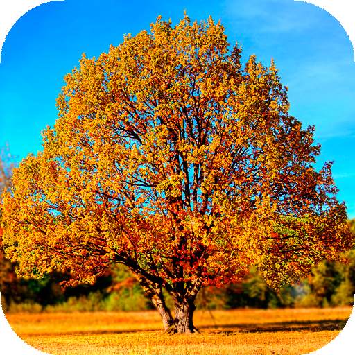 Autumn Wallpaper HD : backgrounds & themes 16.0