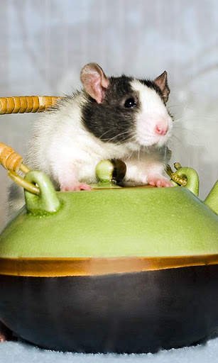 Rat Wallpaper screenshot 1
