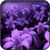 Violet Wallpapers 5.0