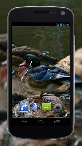 4K Colorful Ducks Video Live Wallpaper screenshot 2