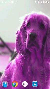 Pink Dog Video Wallpaper screenshot 1