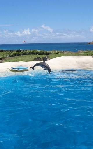 Dolphin Live Wallpaper HD screenshot 6