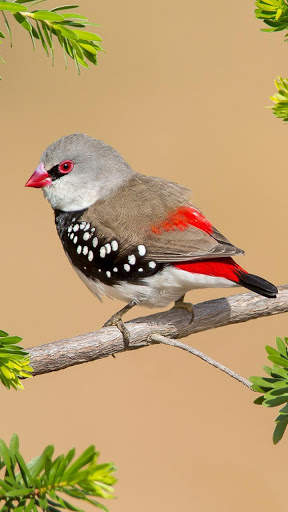 Bird Wallpapers HD screenshot 3