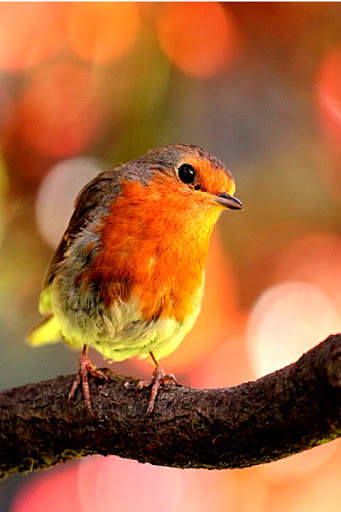 Bird Wallpaper screenshot 6