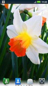 Daffodils Live Wallpaper screenshot 1