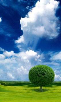 Tree Wallpapers screenshot 3