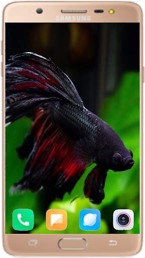 Betta Fish Wallpaper screenshot 6