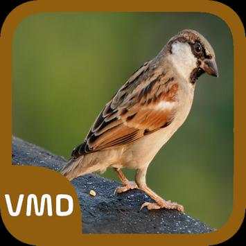 Sparrow Bird Sound screenshot 3