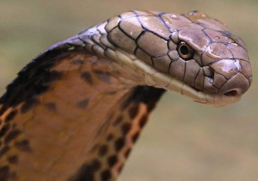 Snake Wallpaper screenshot 2