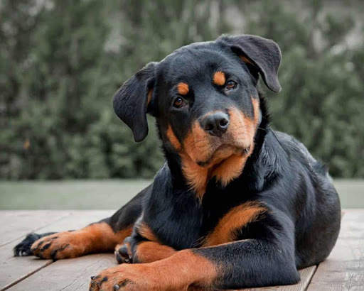 Rottweiler Wallpaper: Dog Wallpapers screenshot 7