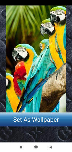 Bird Wallpaper Full HD screenshot 9