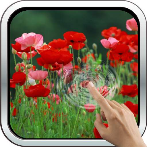 Red Poppies 3D Wallpaper 10.0