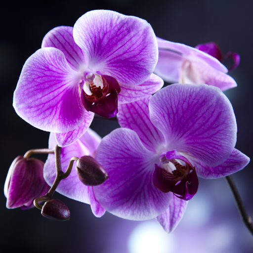 ikon Orchids Live Wallpaper