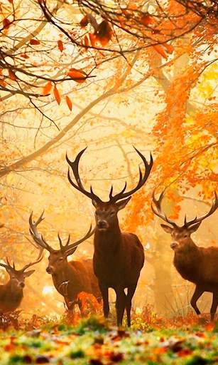 Autumn Live Wallpaper (backgrounds & themes) screenshot 3