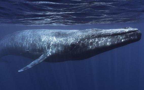 Guide for Blue Whale Suicide Game screenshot 1
