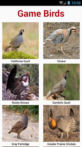 South American Birds स्क्रीनशॉट 4
