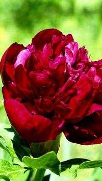 Pion Wallpapers 3 تصوير الشاشة