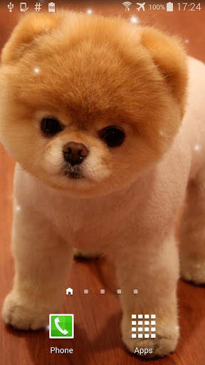 Pom Dog Live Wallpaper screenshot 4