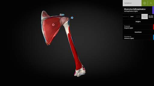 Anatomyka - 3D Anatomy Atlas screenshot 14