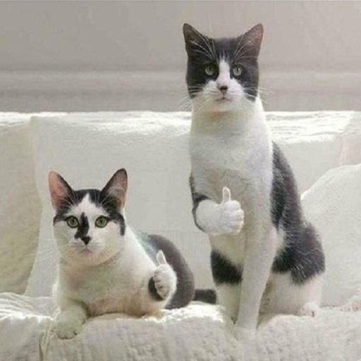 Funny pics))) icon