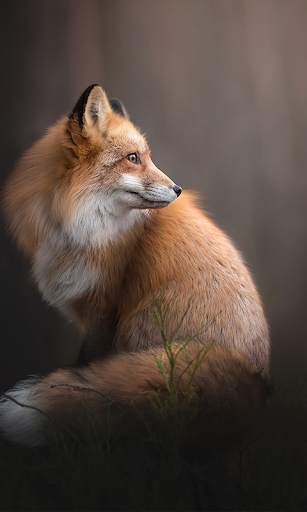 Fox Live Wallpaper (Wallpapers & Backgrounds) screenshot 2