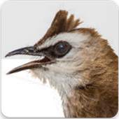 Yellow Vented Bulbul Song : Bulbul Bird Sound App 2.1.0
