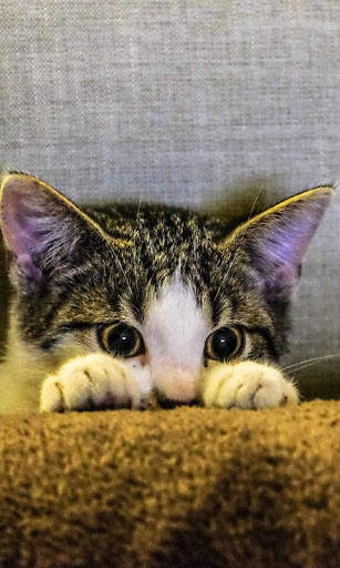Sassy Cat Live Wallpaper screenshot 4