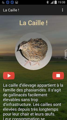 Quail breeding (Guide) screenshot 3