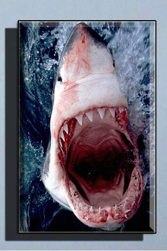 Shark Wallpaper HD screenshot 1