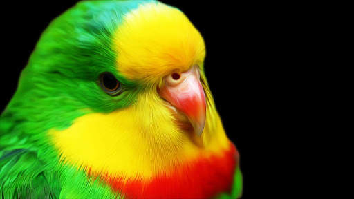 Colorful Parrot. Birds Wallpapers screenshot 6
