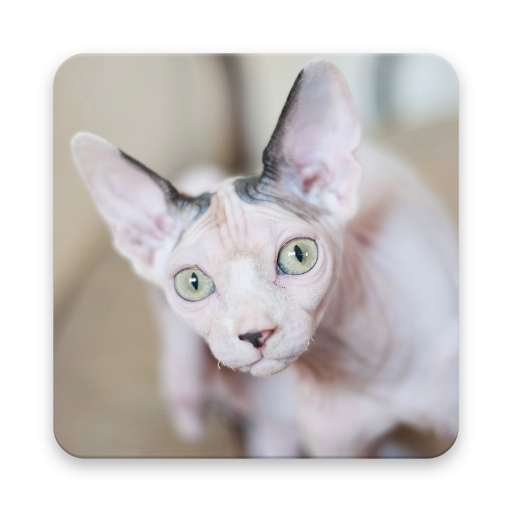 Sphynx cat Wallpapers icon